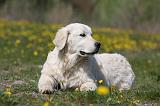 GOLDEN RETRIEVER 913